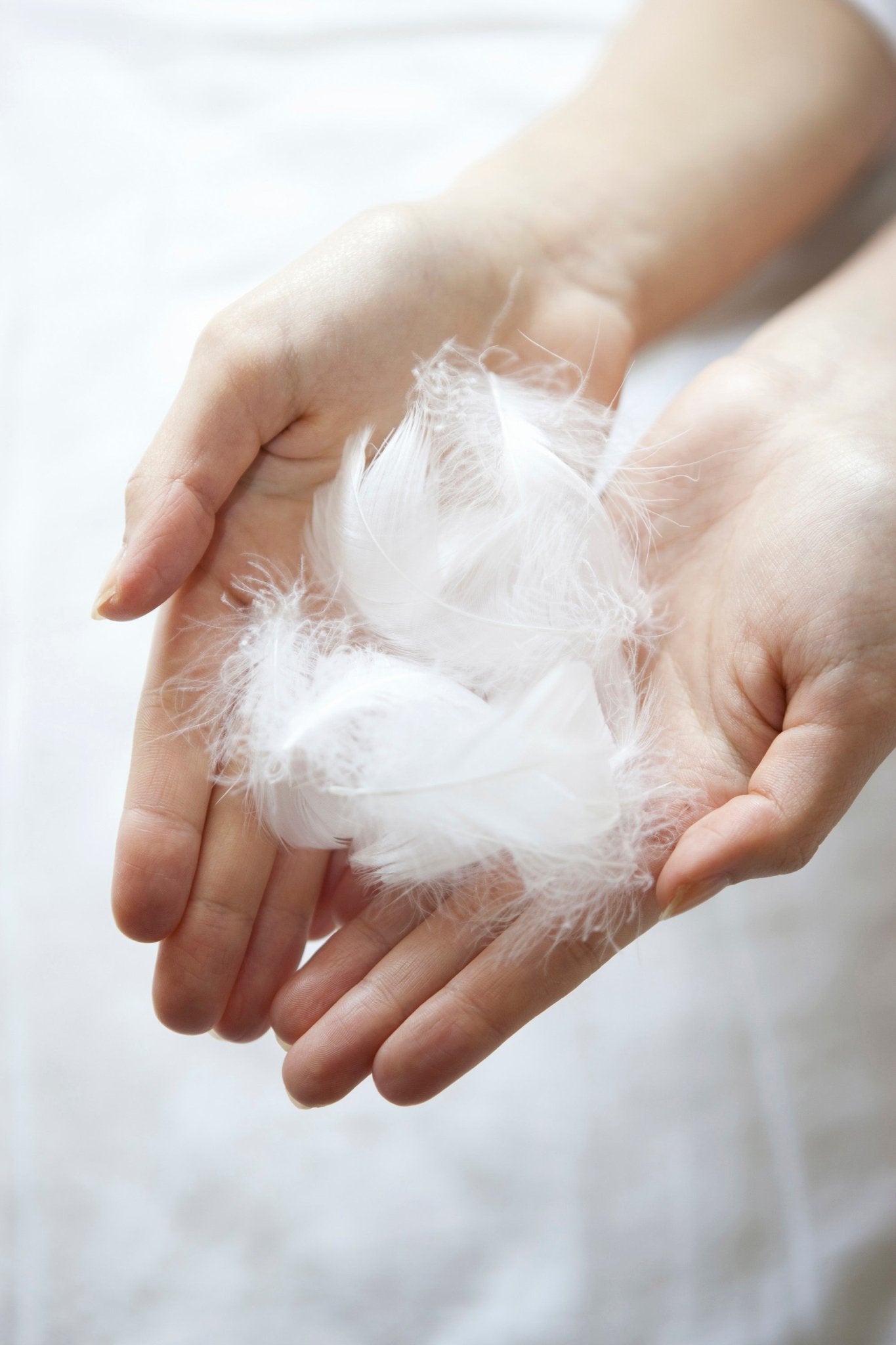 Feather And Down Filled Cushion Insert Pad - Biggs & Hill